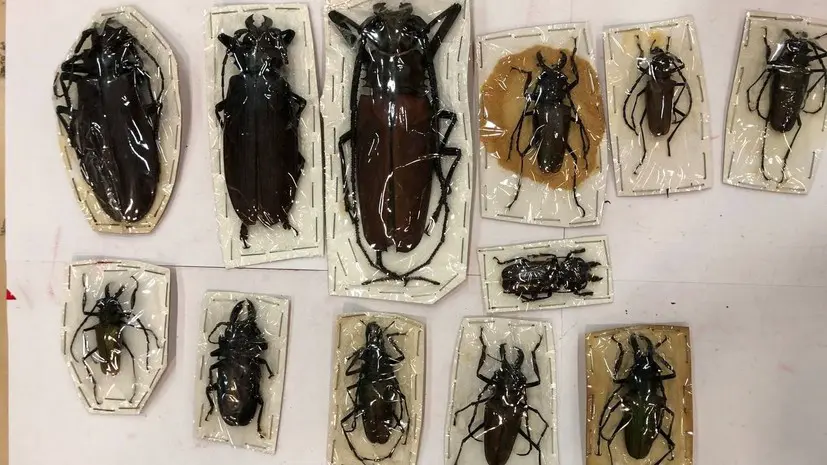 В Москве таможенники обнаружили в посылках из Перу гигантских жуков