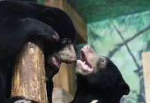 Теперь в Московском зоопарке малайские медвежата Маша и Лучик доступны дольше! teper v moskovskom zooparke malajskie medvezhata masha i luchik dostupny dolshe-news-blog-ru-0