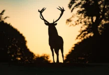 Удивительные истории о питоне в Таиланде и спасённом олене в Америке udivitelnye istorii o pitone v tailande i spasyonnom olene v amerike-news-blog-ru-0