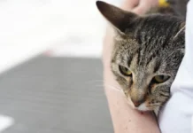 Удивительные истории приютов о котах Дормидонте и Банди, а также питомцах Моспитомца udivitelnye istorii priyutov o kotah dormidonte i bandi a takzhe pitomczah mospitomcza-news-blog-ru-0