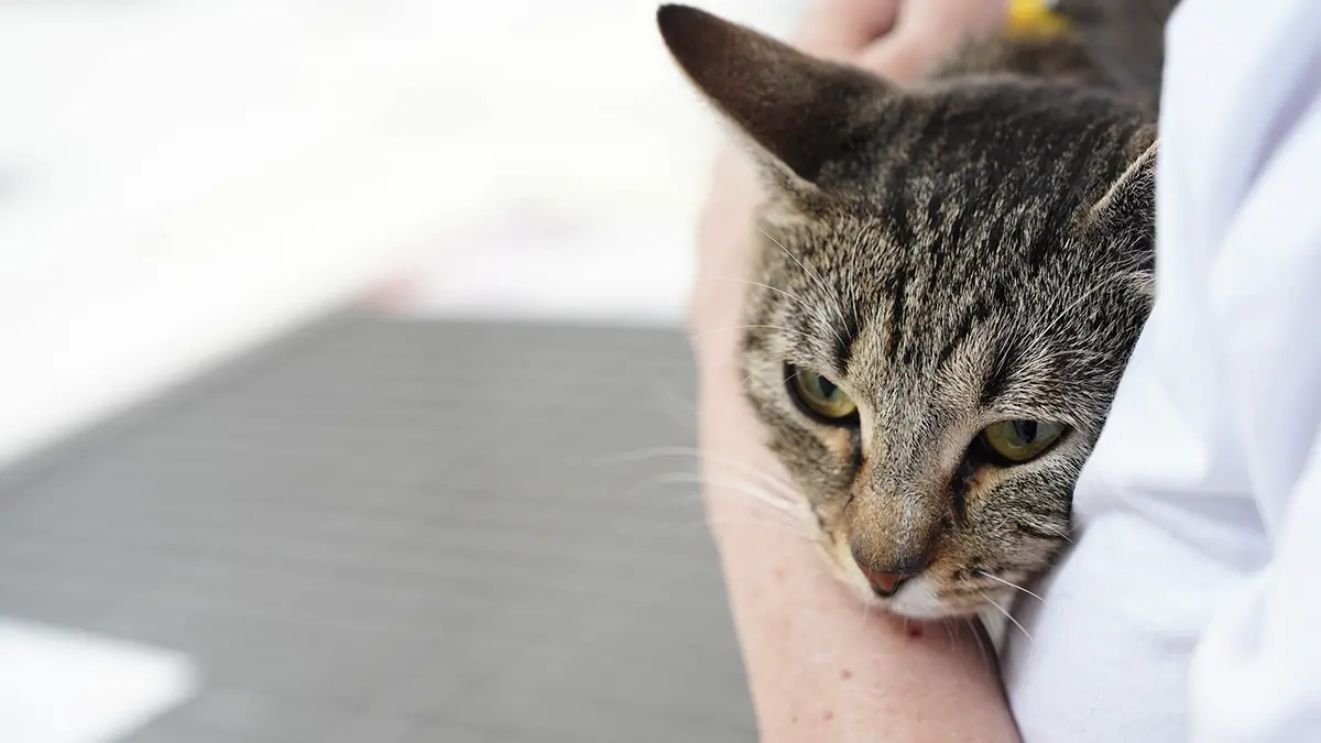 Какие необычные клички носят животные «Моспитомца»