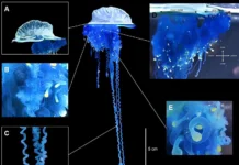 Уникальный вид Physalia mikazuki от Университета Тохоку назван в честь Датэ Масамунэ и прибыл на север благодаря течению Куросио unikalnyj vid ot universiteta tohoku nazvan v chest date masamune i pribyl na sever blagodarya techeniyu kurosio-news-blog-ru-0