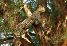 В Индии отважный пес спас мальчика Дханраджа Аути от атаки леопарда v indii otvazhnyj pes spas malchika dhanradzha auti ot ataki leoparda-news-blog-ru-0