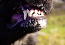 В ЯНАО жительница Тазовского выплатит компенсацию ребёнку после укуса собаки v yanao zhitelnicza tazovskogo vyplatit kompensacziyu rebyonku posle ukusa sobaki-news-blog-ru-0