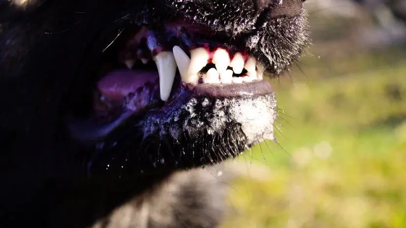 Жительница Ямала заплатит мальчику, которого покусала её собака