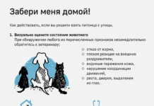 Владимир Бурматов из Госдумы раскрывает масштаб проблемы выбрасывания животных vladimir burmatov iz gosdumy raskryvaet masshtab problemy vybrasyvaniya zhivotnyh-news-blog-ru-0