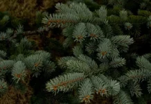 Владивосток встречает Новый год с новогодними ёлками и фотозонами vladivostok vstrechaet novyj god s novogodnimi yolkami i fotozonami-news-blog-ru-0