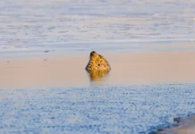 Во Владивостоке начало зимы принесёт сильные холода в Приморском крае vo vladivostoke nachalo zimy prinesyot silnye holoda v primorskom krae-news-blog-ru-0
