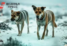 Забота женщины о собаках помогла тюменцу найти поддержку в Муравленко zabota zhenshhiny o sobakah pomogla tyumenczu najti podderzhku v muravlenko-news-blog-ru-0