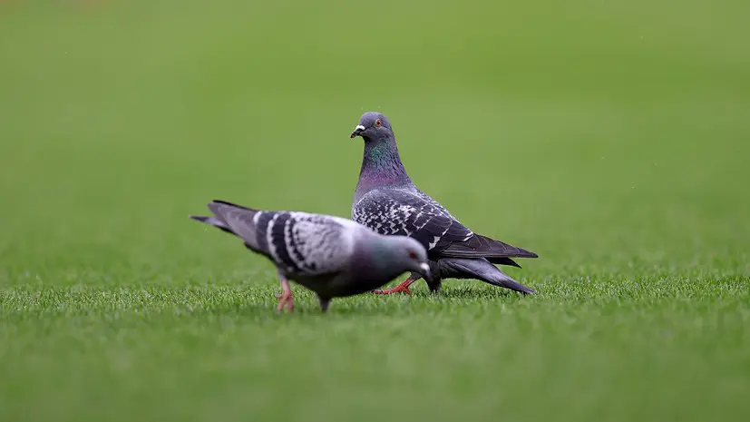 В салон самолёта авиакомпании IndiGo перед вылетом залетел голубь