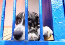 Госдума одобряет законопроект для защиты домашних животных и поддержки заводчиков gosduma odobryaet zakonoproekt dlya zashhity domashnih zhivotnyh i podderzhki zavodchikov-news-blog-ru-0