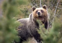 Как Апеннинский бурый медведь Ursus arctos marsicanus стал менее агрессивным kak apenninskij buryj medved stal menee agressivnym-news-blog-ru-0