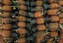 Колумбия стремится расширить экспорт ананасов, манго и бананов в Россию kolumbiya stremitsya rasshirit eksport ananasov mango i bananov v rossiyu-news-blog-ru-0