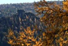 Леонид Медведев и Евгений Буянов о загадке исчезновения семьи Усольцевых leonid medvedev i evgenij buyanov o zagadke ischeznoveniya semi usolczevyh-news-blog-ru-0