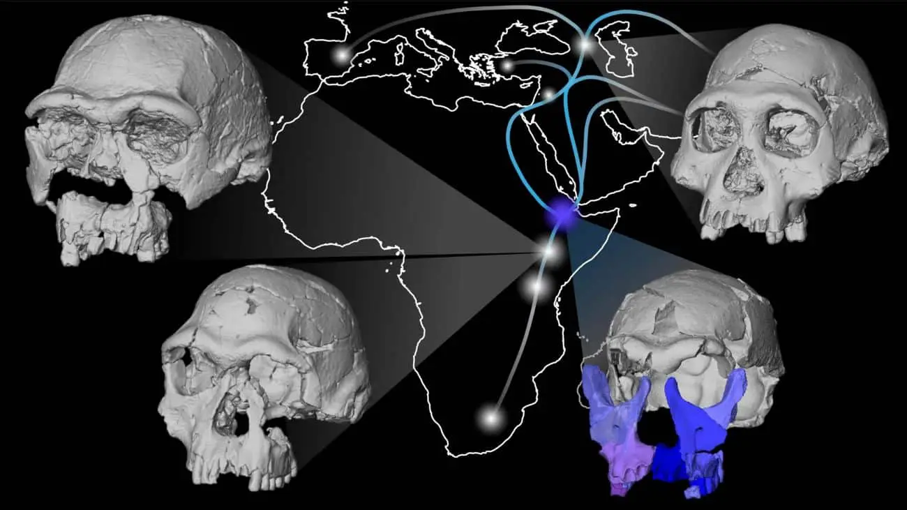 Находка DAN5/P1 в Эфиопии и Homo erectus: связь с миграциями Дманиси-0