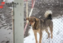 Омская область под руководством Виталия Хоценко строит доброе будущее для бездомных собак omskaya oblast pod rukovodstvom vitaliya hoczenko stroit dobroe budushhee dlya bezdomnyh sobak-news-blog-ru-0