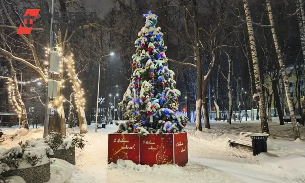 Роман Бусаргин инициировал запрет на вырубку новогодних елей в Саратовской области-0