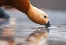 Роман Вильфанд из Гидрометцентра России рассказал, почему зима радует теплом roman vilfand iz gidrometczentra rossii rasskazal pochemu zima raduet teplom-news-blog-ru-0