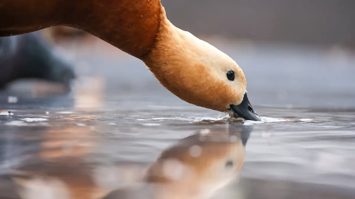 Вильфанд объяснил теплую погоду в европейской части РФ