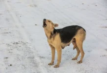 Ситуация с собаками и школьником в селе Осиновка под контролем situacziya s sobakami i shkolnikom v sele osinovka pod kontrolem-news-blog-ru-0