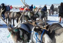 ulyana kalenyuk rasskazyvaet o yarkih inicziativah kmns na yamale i proekte mimimishki-news-blog-ru-0