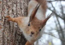 21 января: День благодарности белкам, Международный день штанов 21 yanvarya den blagodarnosti belkam mezhdunarodnyj den shtanov-news-blog-ru-0