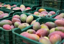 Елена Мескина рассказала, как уберечься от вируса Нипах elena meskina rasskazala kak uberechsya ot virusa nipah-news-blog-ru-0