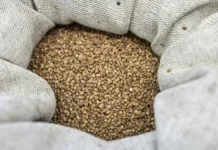 Гречка из России неожиданно берет США и вытесняет Канаду с рынка grechka iz rossii neozhidanno beret ssha i vytesnyaet kanadu s rynka-news-blog-ru-0