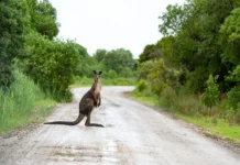 Кенгуру и Джей Вайн стали неожиданными героями Tour Down Under kenguru i dzhej vajn stali neozhidannymi geroyami -news-blog-ru-0
