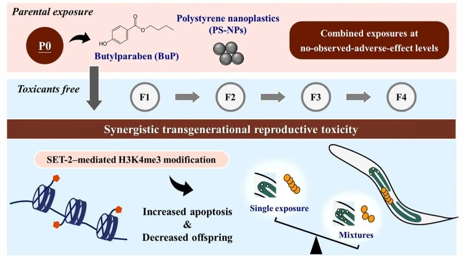 Нанопластик и бутилпарабен влияют на Caenorhabditis elegans-0