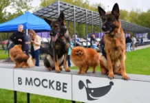 Наталья Сергунина отметила, что платформа «Город идей» объединила москвичей natalya sergunina otmetila chto platforma gorod idej obedinila moskvichej-news-blog-ru-0