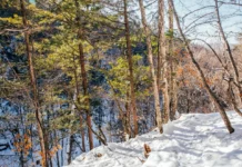 Охотнадзор принимает меры по поиску тигра у села Зеркальное в Приморье ohotnadzor prinimaet mery po poisku tigra u sela zerkalnoe v primore-news-blog-ru-0