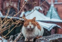 Приморский край встречает рабочую неделю стабильной и бодрящей зимой primorskij kraj vstrechaet rabochuyu nedelyu stabilnoj i bodryashhej zimoj-news-blog-ru-0