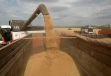 Россия укрепляет экспортную позицию на рынке пшеницы rossiya ukreplyaet eksportnuyu pozicziyu na rynke psheniczy-news-blog-ru-0