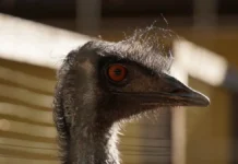 Страус Ирины Руденко удивил Ленинградскую область зимним побегом straus iriny rudenko udivil leningradskuyu oblast zimnim pobegom-news-blog-ru-0