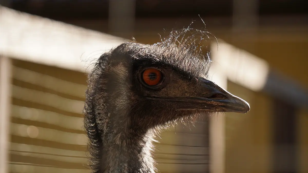Страус сбежал с частной фермы в Ленобласти в новогодние праздники