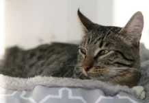 Зеленоградка Татьяна Воронина выбрала котов через mos.ru и Моспитомец zelenogradka tatyana voronina vybrala kotov cherez i mospitomecz-news-blog-ru-0