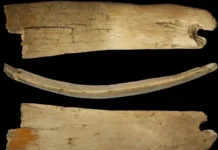 Диадема из бивня мамонта в Денисовой пещере — находка палеолита diadema iz bivnya mamonta v denisovoj peshhere nahodka paleolita-news-blog-ru-0