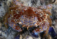 Эмма Амит и краб: вдохновляющая история, ее уроки emma amit i krab vdohnovlyayushhaya istoriya ee uroki-news-blog-ru-0