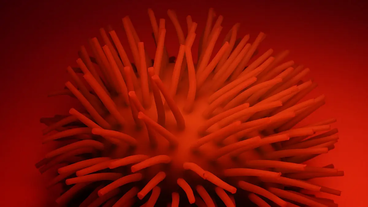 От вируса Нипах умерла медсестра, заразившаяся от «нулевого пациента»