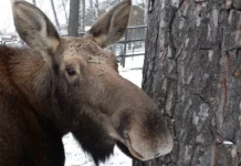 Лось в Балашихе–необычный гость у ГАИ и МЦК Белокаменная los v balashiheneobychnyj gost u gai i mczk belokamennaya-news-blog-ru-0