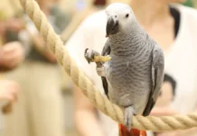 Попугай помог полиции раскрыть дела в Мичигане, Великобритании popugaj pomog policzii raskryt dela v michigane velikobritanii-news-blog-ru-0