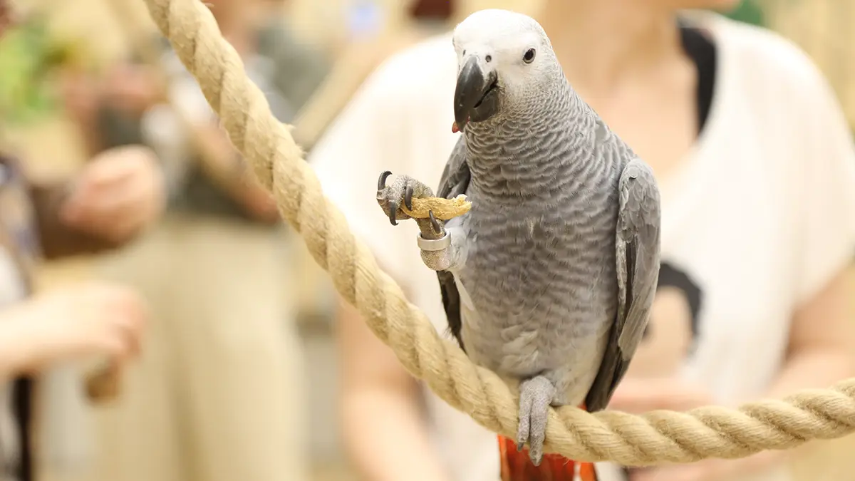 В США попугай сдал полицейским хозяйку, которая убила своего мужа