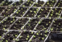 Практичные советы для хранения семян, рассады и клубней в холодильнике praktichnye sovety dlya hraneniya semyan rassady i klubnej v holodilnike-news-blog-ru-0