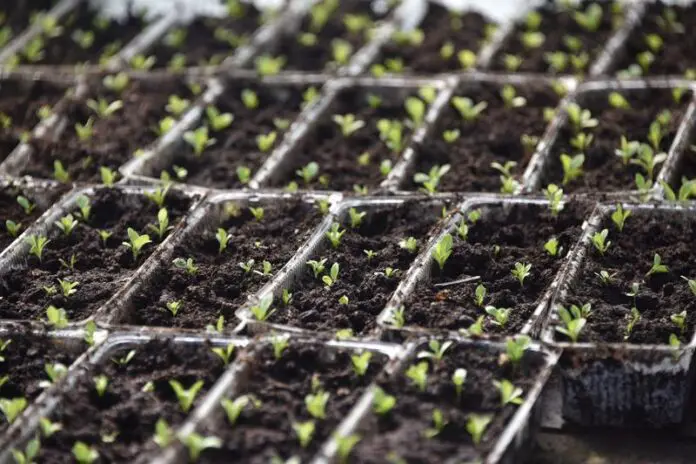 Практичные советы для хранения семян, рассады и клубней в холодильнике-0