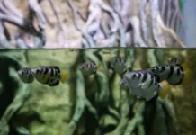 Приморский океанариум пополнился рыбами и геофагусом primorskij okeanarium popolnilsya rybami i geofagusom-news-blog-ru-0