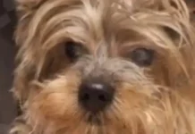 Себастьян и Ларри: легендарные питомцы Москвы sebastyan i larri legendarnye pitomczy moskvy-news-blog-ru-0