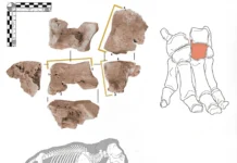 Слон Ганнибала в Кордове – находка меняет взгляд на Пунические войны slon gannibala v kordove nahodka menyaet vzglyad na punicheskie vojny-news-blog-ru-0