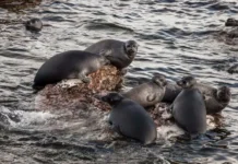 Ученые СО РАН исследовали выносливость байкальских нерп uchenye so ran issledovali vynoslivost bajkalskih nerp-news-blog-ru-0