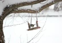 В Подольске на базе КДЦ «Южный» создали желатиновые кормушки для птиц v podolske na baze kdcz yuzhnyj sozdali zhelatinovye kormushki dlya pticz-news-blog-ru-0